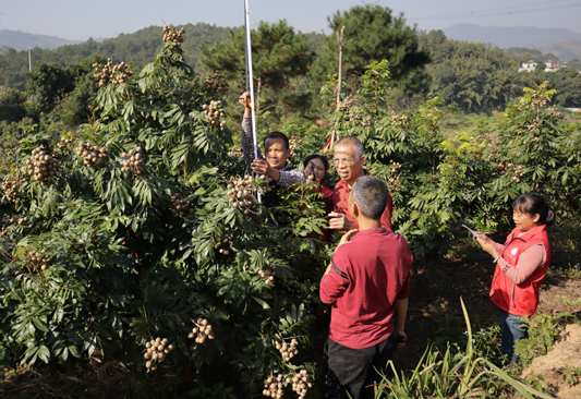 廣西鄉(xiāng)村科技特派員現(xiàn)場測產(chǎn)。