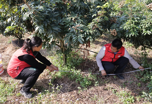 廣西鄉(xiāng)村科技特派員進(jìn)行產(chǎn)量測定。