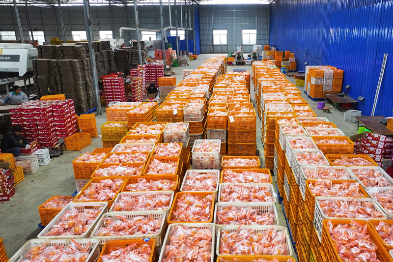 打包裝箱。甘璐穎攝