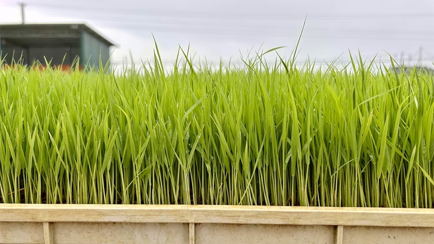 長(zhǎng)勢(shì)良好的秧苗