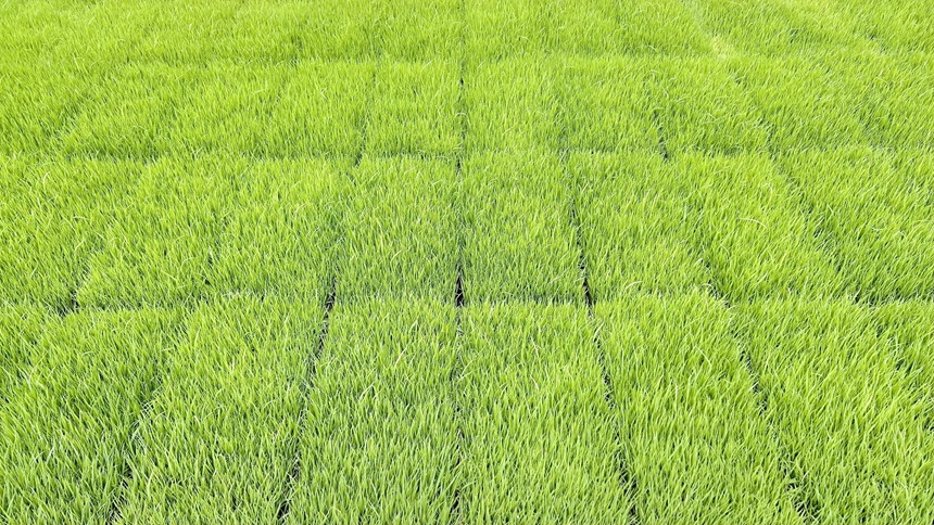 育秧中心的早稻秧苗