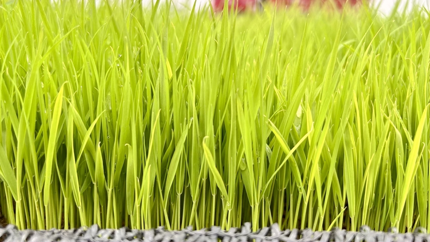 長(zhǎng)勢(shì)良好的秧苗