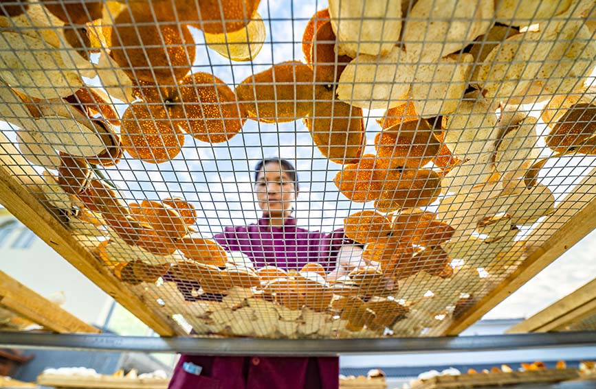 晾曬橘皮。浦北縣融媒體中心供圖