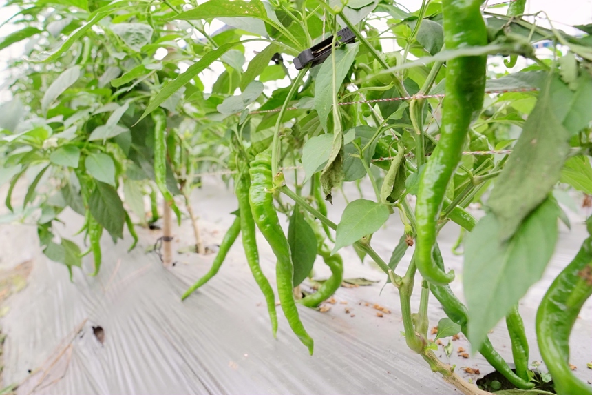 辣椒長勢喜人。