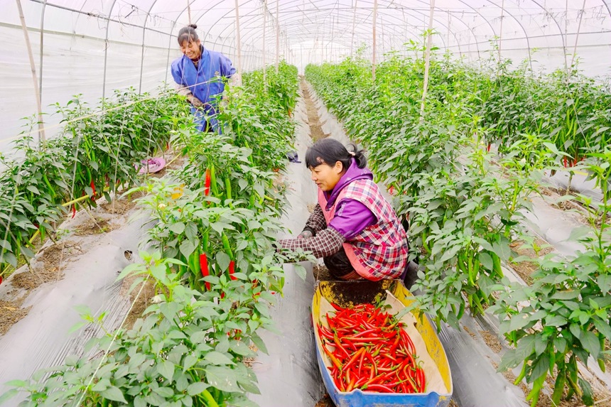 農戶正在采摘辣椒。