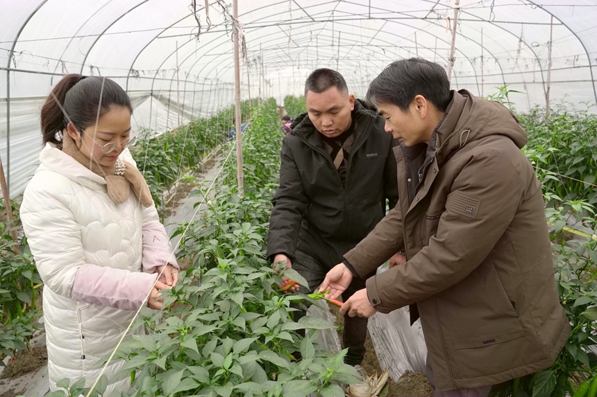 技術(shù)人員查看辣椒生長(zhǎng)情況。