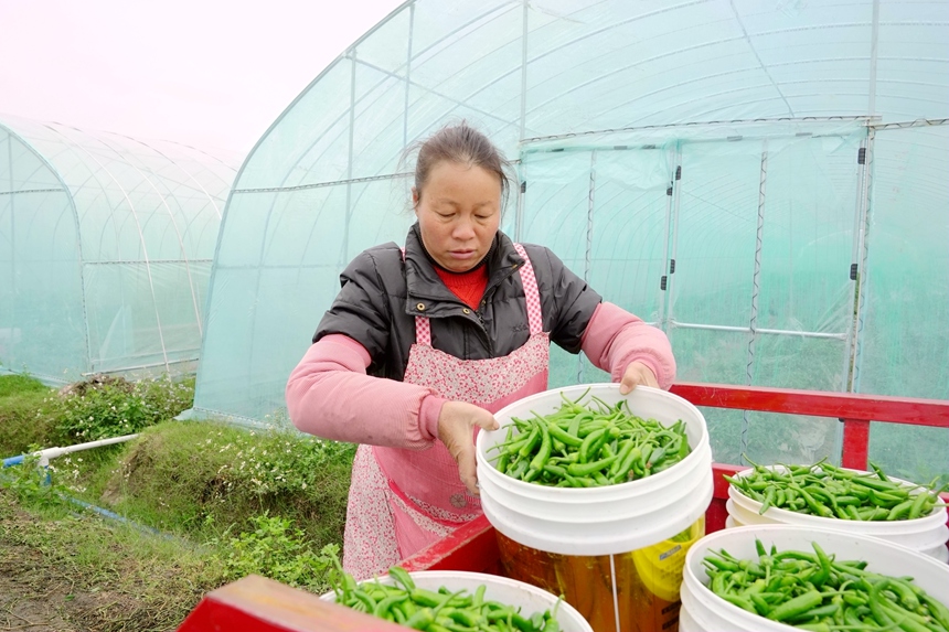 工人正在搬運(yùn)辣椒。
