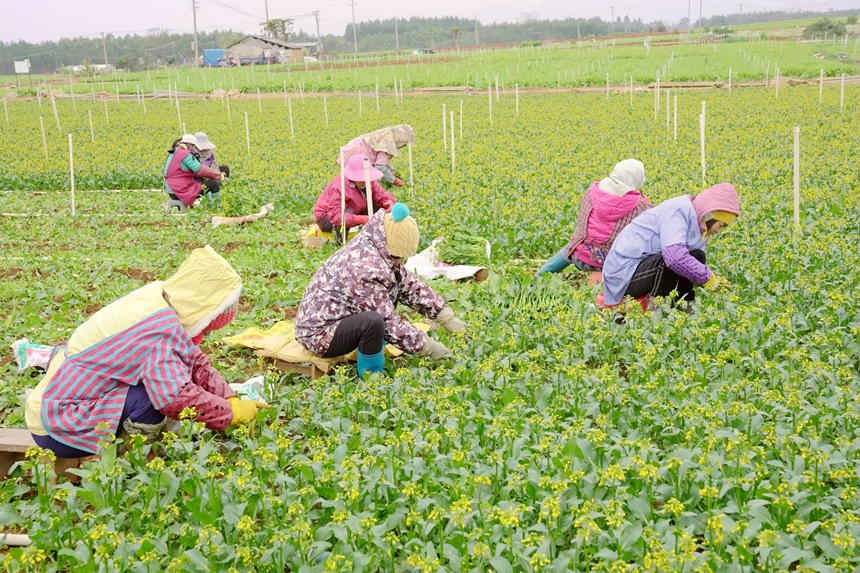 工人正在收割菜心。