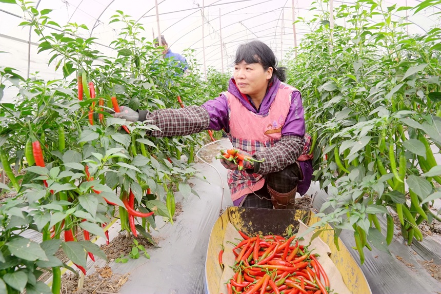 農(nóng)戶正在采摘辣椒。