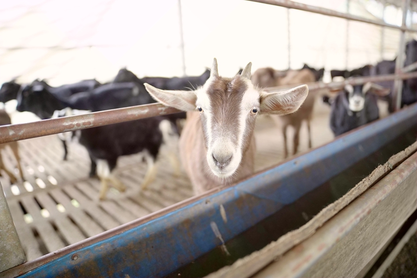 體態(tài)精壯的羊等待被投喂。