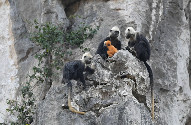 藏在猴媽媽懷里的小金猴。梁霽鵬攝