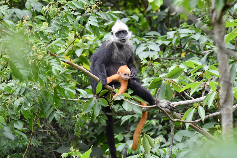 藏在猴媽媽懷里的小金猴。梁霽鵬攝