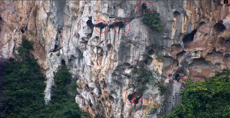 6只小金猴同框。廣西崇左白頭葉猴國(guó)家級(jí)自然保護(hù)區(qū)供圖