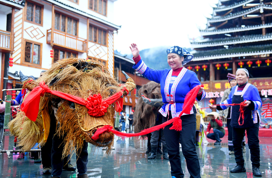 侗族群眾在“鬧”春牛。潘志祥攝