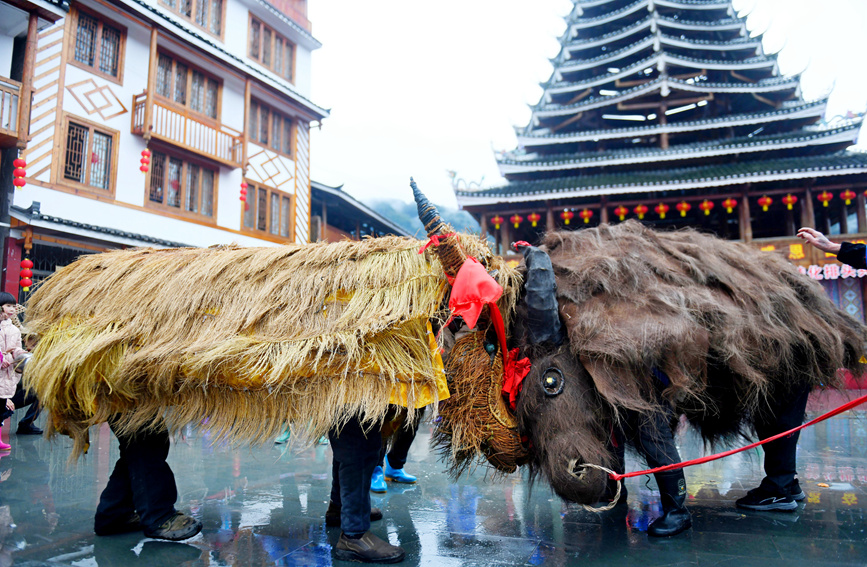 侗族群眾在“鬧”春牛。潘志祥攝