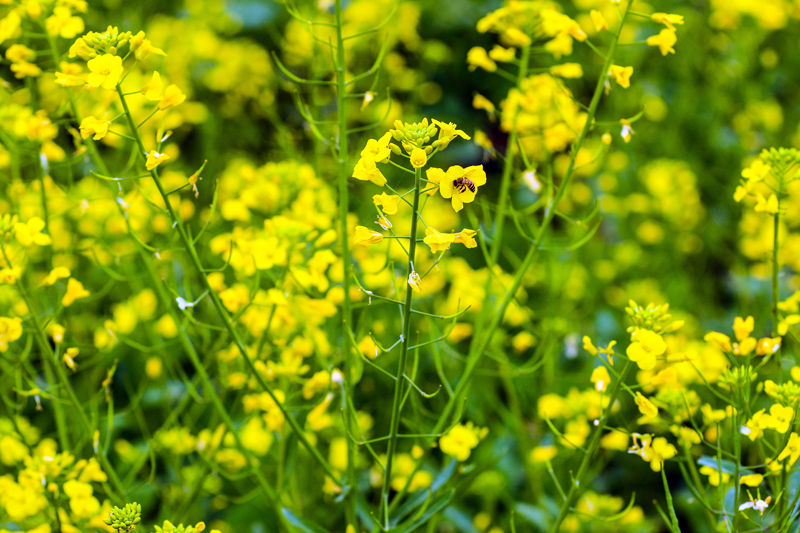 油菜花悄然綻放