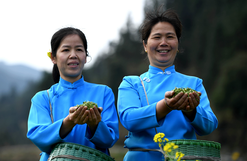 村民在展示采摘到的茶葉。潘志祥攝