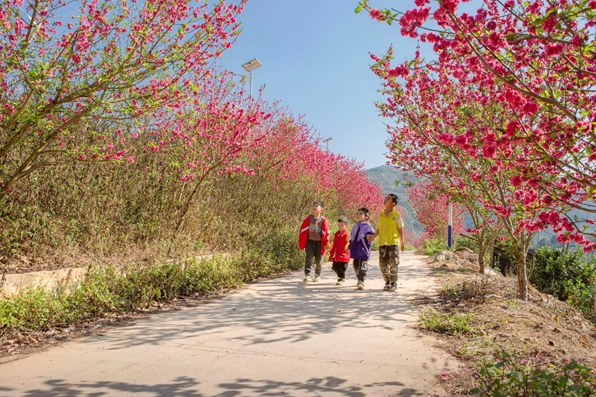 小朋友在桃花盛開(kāi)的鄉(xiāng)間小道上游玩。李世華攝
