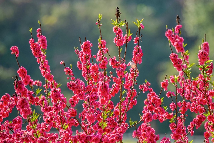 一只小鳥在桃花枝上小憩。李世華攝
