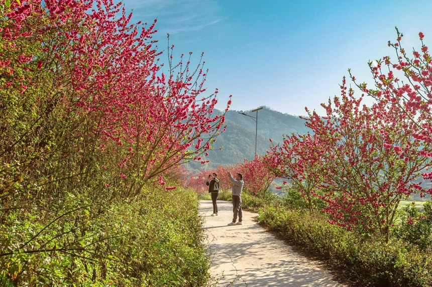 游客在賞花拍照打卡。李世華攝