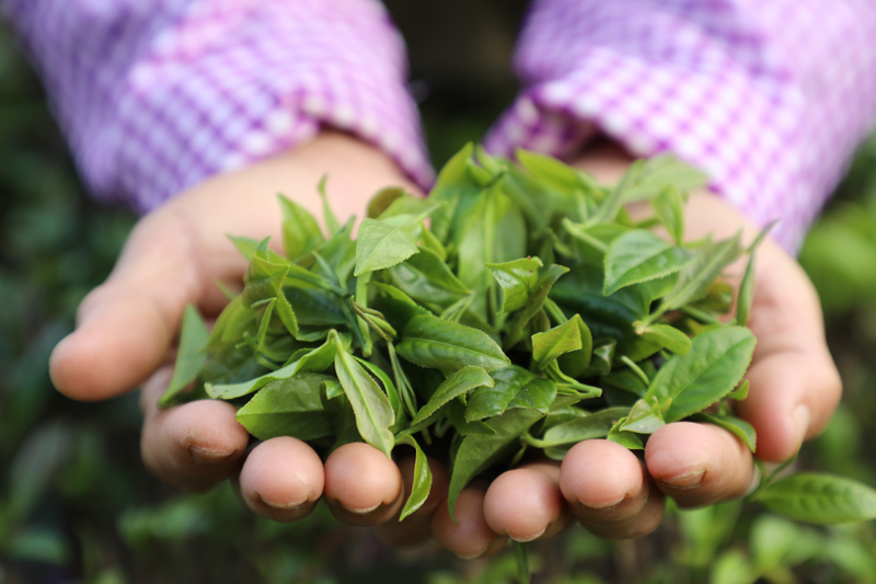 春茶。梁嚴勻攝