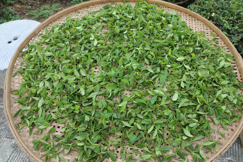 曬青。梁嚴勻攝