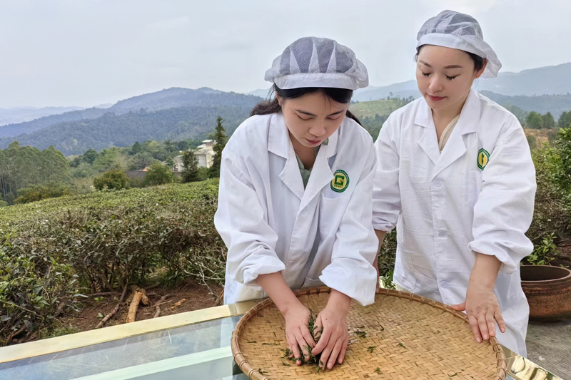 揉捻。黃華江攝