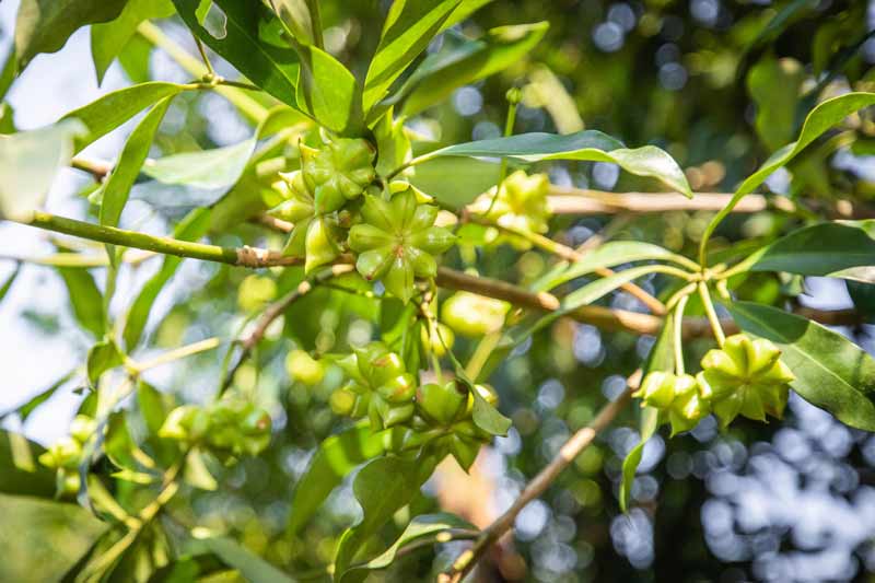 經(jīng)過(guò)“二扭果”品種嫁接后的八角果實(shí)。