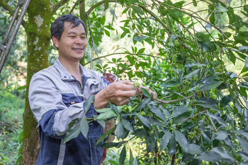 村民覃業(yè)明正在采收八角。