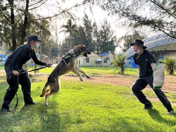 警犬訓(xùn)導(dǎo)員李春靜、葉婷正在訓(xùn)練警犬