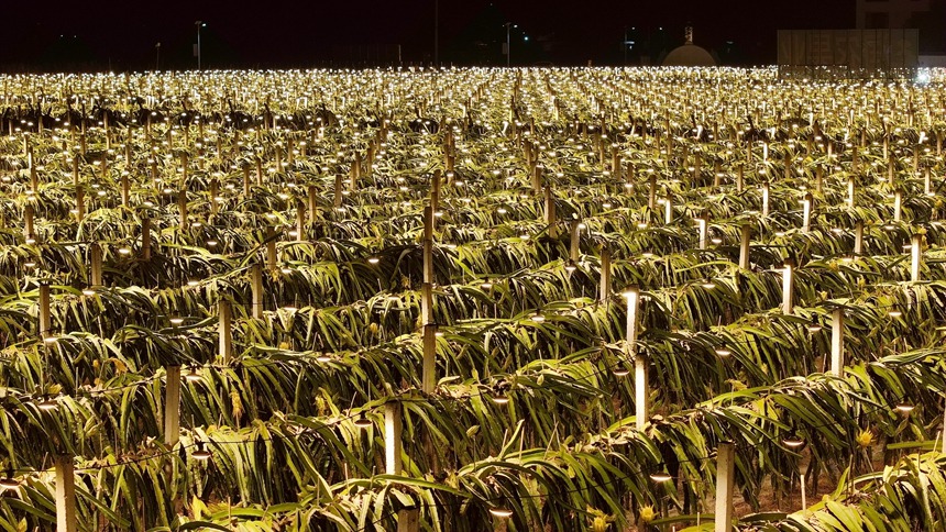 火龍果基地?zé)艋鹜?。貴港市港北區(qū)融媒體中心供圖