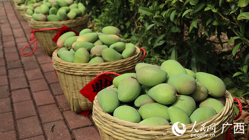 采摘下來的鮮芒。人民網(wǎng)記者 黃子婧攝