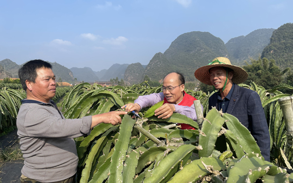 科技特派員指導(dǎo)群眾做好火龍果控梢促壯、抹梢打頂促進(jìn)養(yǎng)分積累，提高抗寒能力。