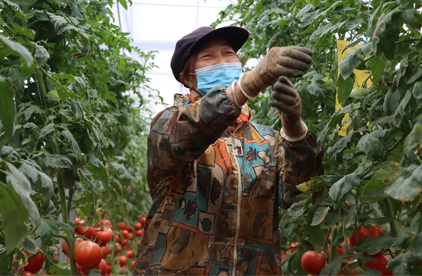 番茄豐收。黃曦?cái)z