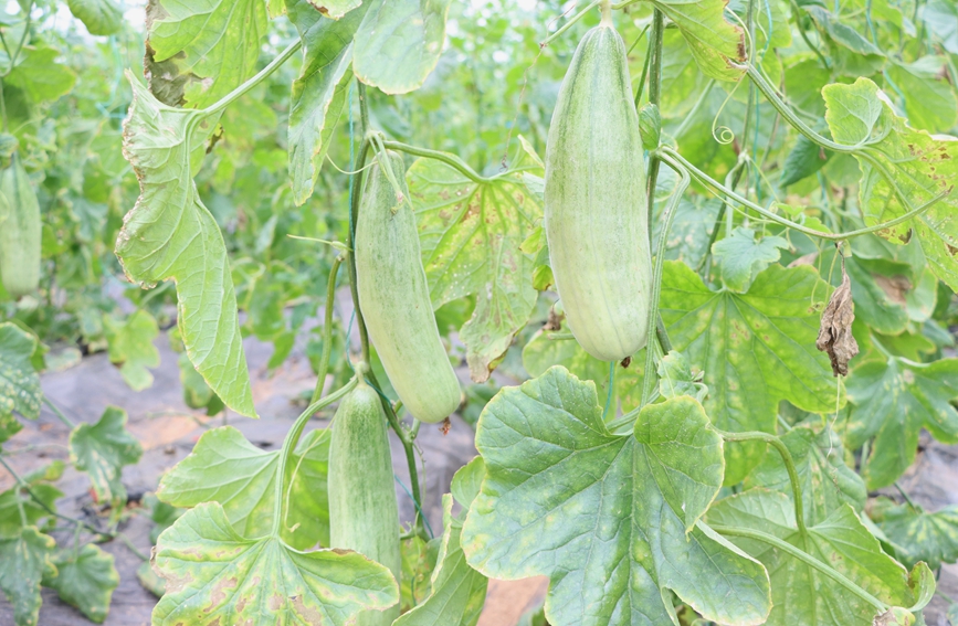 綠油油的羊角蜜。黃曦?cái)z