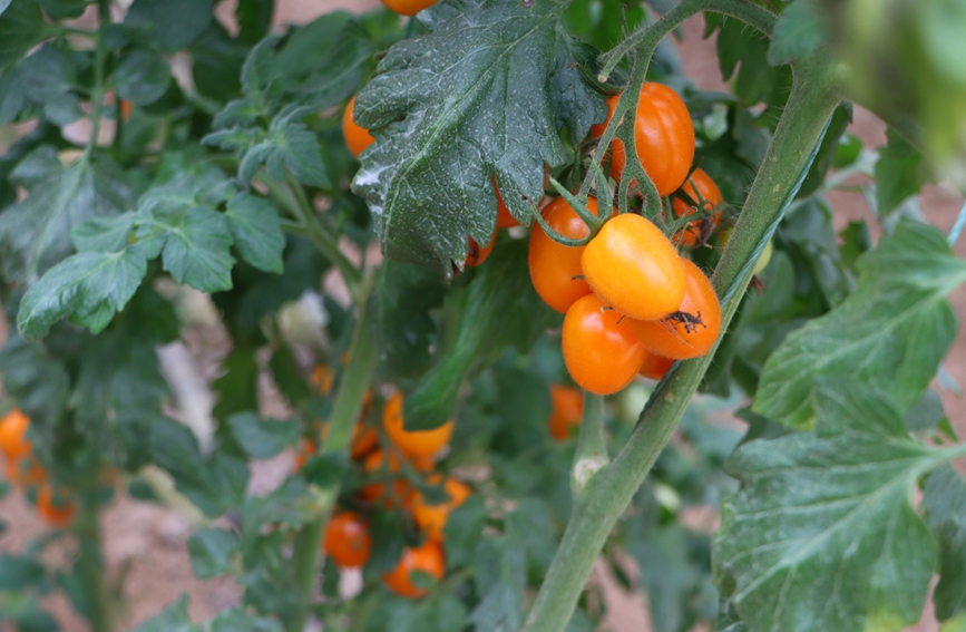 圣女果豐收。黃曦?cái)z