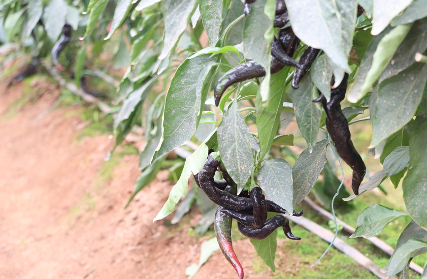 辣椒豐收。黃曦?cái)z