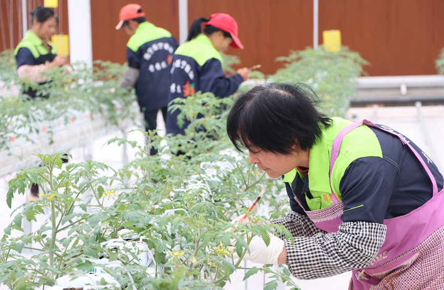 身穿工作制服的工人在忙碌著。黃曦?cái)z