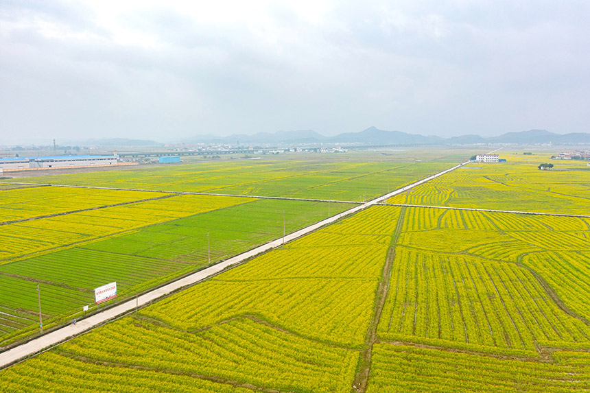航拍千畝油菜花田。