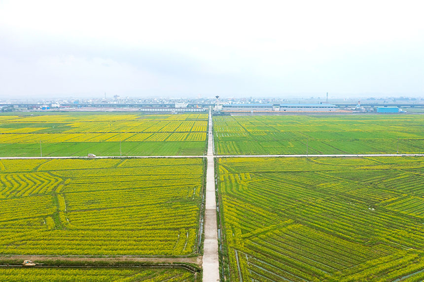 航拍千畝油菜花田。