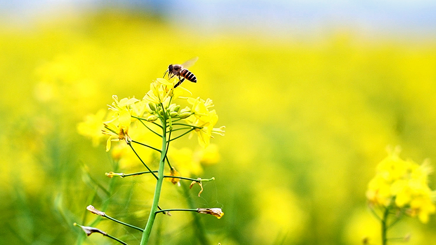 盛開的油菜花。