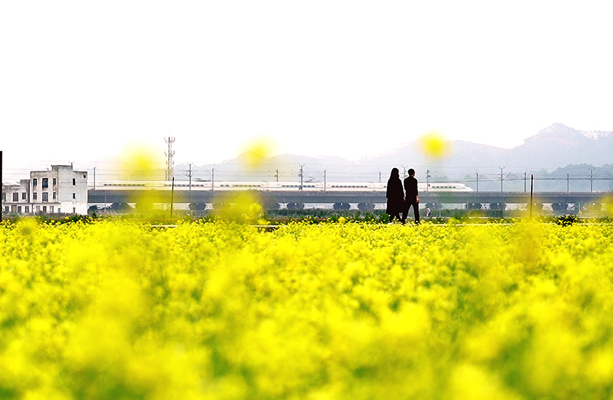 油菜花競(jìng)相綻放。