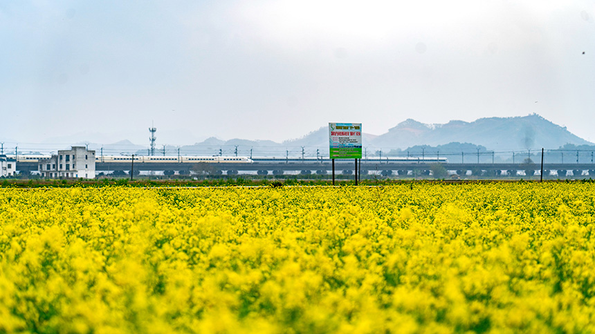 油菜花迎來盛花期。