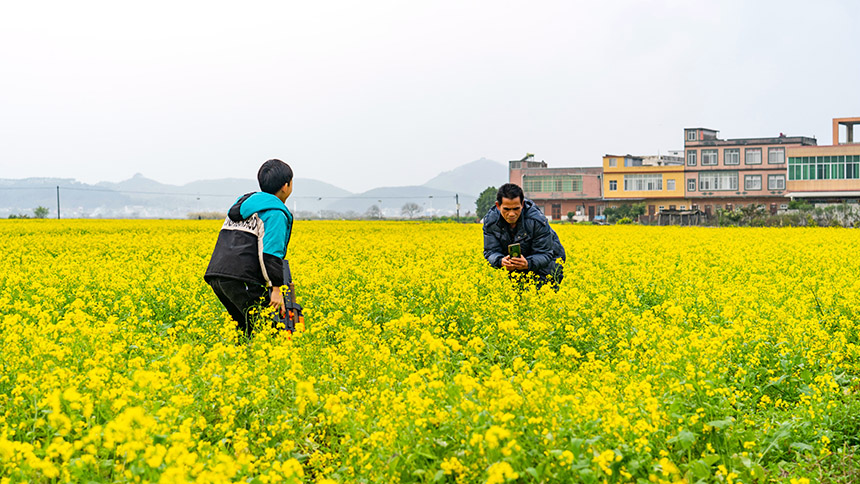 游客在油菜花田里拍照留念。