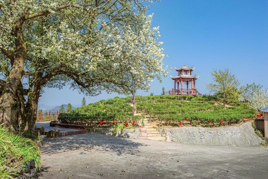 茶園春色。李世華攝 