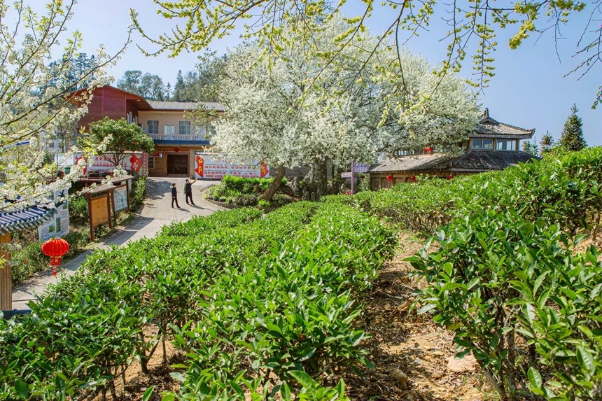 春到茶山。李世華攝