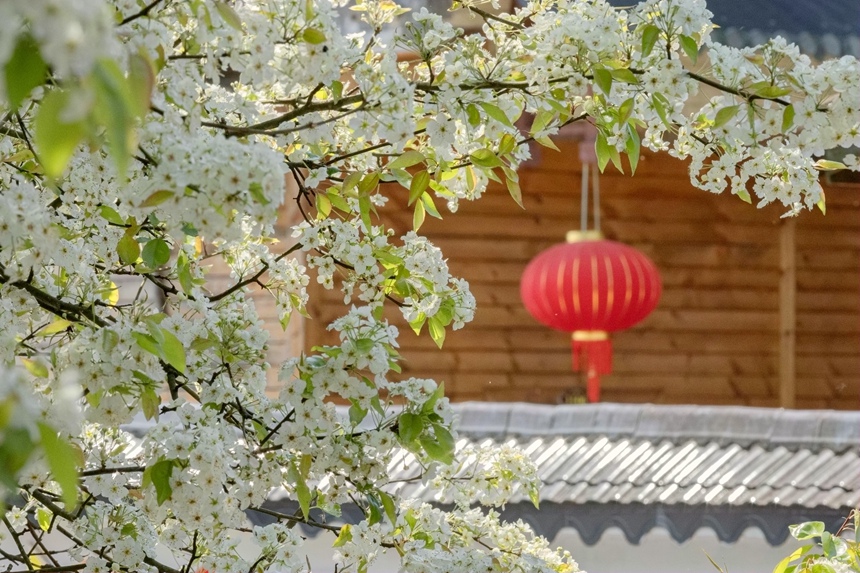 梨花開春意濃。李世華攝