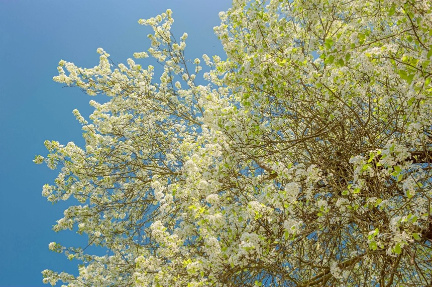 梨花綻放。李世華攝