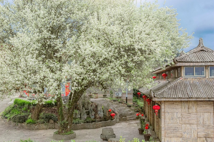 梨花綻放。李世華攝