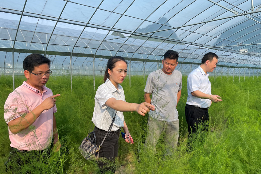 “鄉(xiāng)村振興服務(wù)突擊隊(duì)”在田間地頭調(diào)研。建行宜州支行供圖